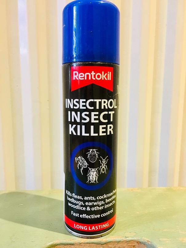 イギリスでクモを退治 予防する方法 平凡じゃダメですか イギリス駐在妻の英国生活ブログ